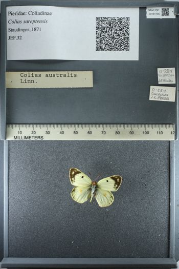 Media type: image;   Entomology 181795